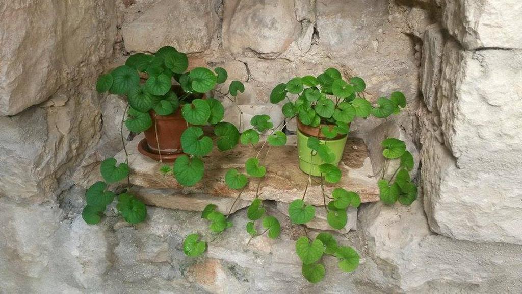 Dobra Apartments Trogir Zewnętrze zdjęcie